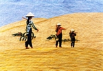 CT-NC-871 DOI CAT MUI NE 14x20 in - USD 150